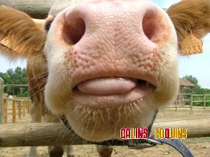 Vache-Museau